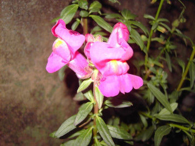 PICT4010-1.JPG