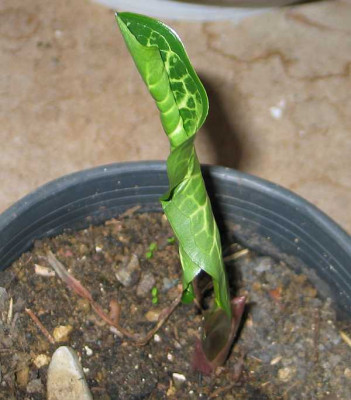 arum-axel.jpg