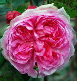 DSC_0010_St._Swithun.jpg