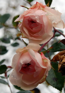 DSC_0019_Awakening.jpg