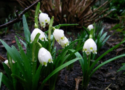 Leucojum0501kk.jpg