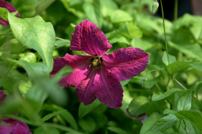 Cl.vit.Abundance0608a.jpg