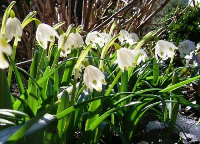 Leucojum0504kk.jpg