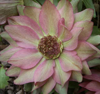 Helleb_gef_merkw2.jpg