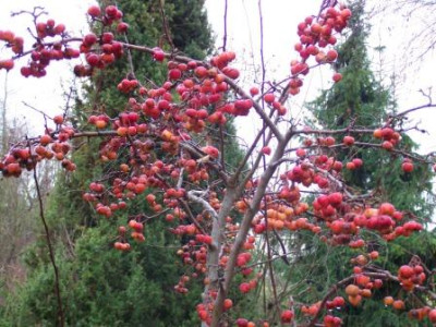 Zierapfel_Dezember.jpg