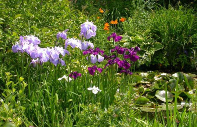 Iris_ensata__von_2007.jpg