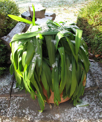 agapanthus_kalt.jpg