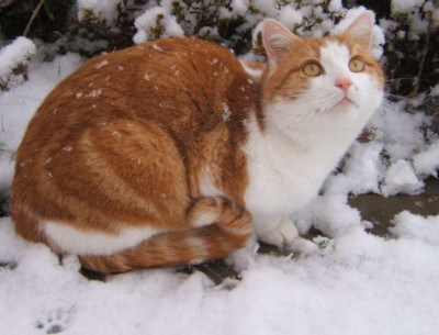 Minou.JPG