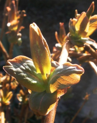 lonicera_caprifolium.jpg