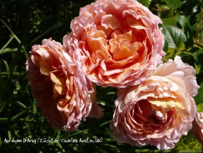 Abraham_DArby9.JPG