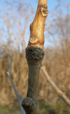 ginkgotrieb.jpg