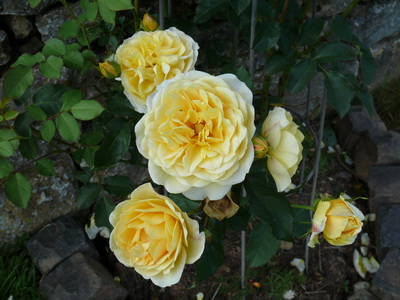 unbekannte_Rose_2_ver.jpg
