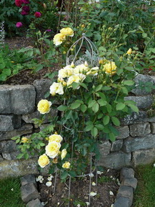 unbekannte_Rose_ver..jpg