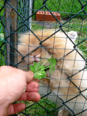 Hase_07_20-2.jpg