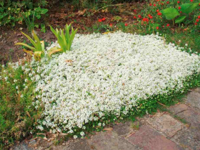 Thymus_Amade_ue.jpg