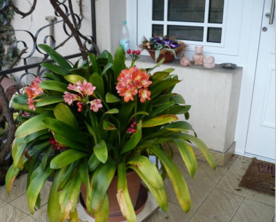 clivia-april2009.JPG