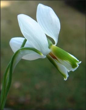 Galanthus1.JPG