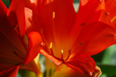 Clivia_09.jpg