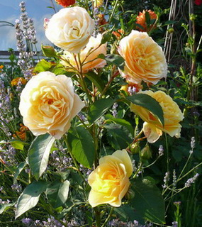 unbekannte_rose_3_ver.jpg