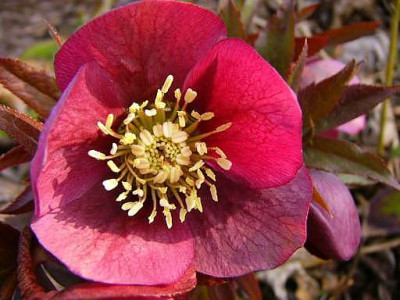 helleborus_orientalis_rot.jpg