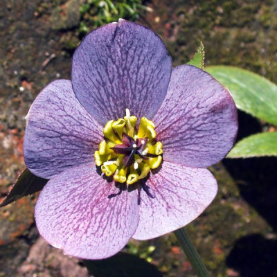 Helleb.Hess_05_schiefer002.jpg