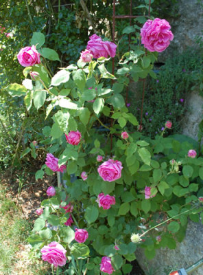 Mme_Isaac_Pereire_0011__49777.jpg