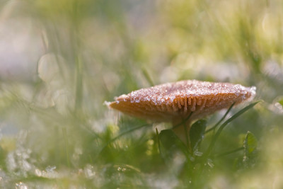 Geeister-Pilz.jpg