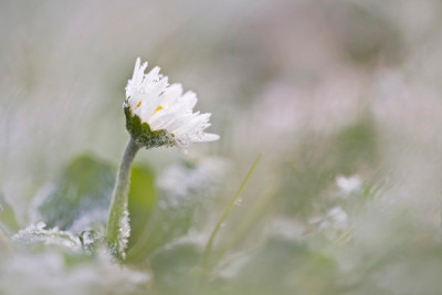 Eisblume3.jpg