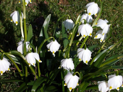 leucojum_vernum_2.jpg