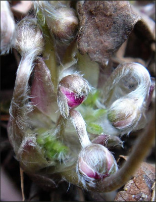 Hepatica.JPG