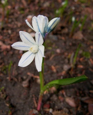 P.scilloides0501k.jpg