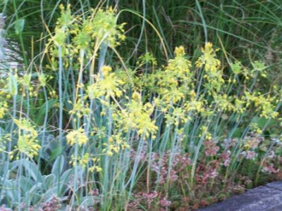 AlliumFlavum01.jpg