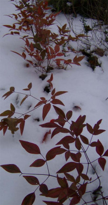 nandina-domestica.jpg