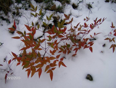 nandina-domestica2.jpg