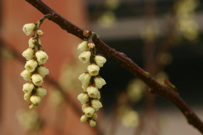 Stachyurus-Marz-1.jpg