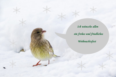 Weihnachtsvogel.jpg