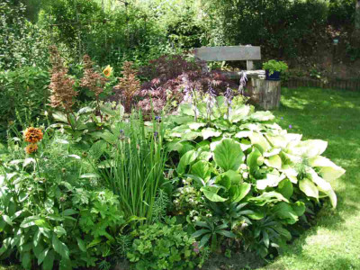 Hosta_unter_Apfelbaum.JPG
