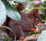 KatAvatar.gif