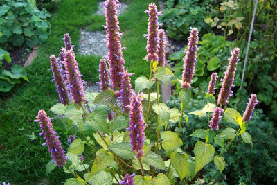 agastache_20090908.jpg