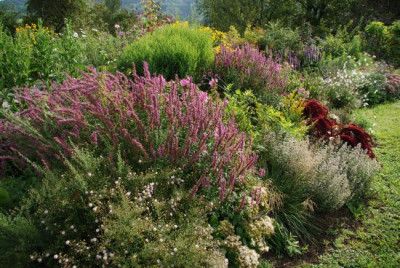 beet_agastache_rosa1.jpg
