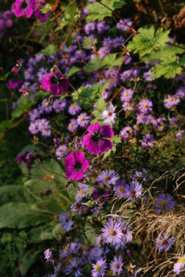 geranium_dragon_heart2_1.jpg