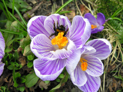 Hummel-an-Krokus.jpg