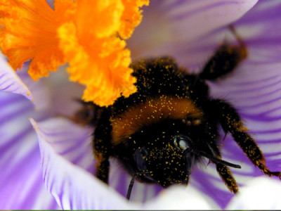 Hummel.jpg
