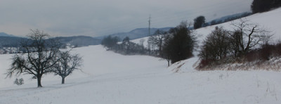 Baumgruppe_4_0010__2496.jpg