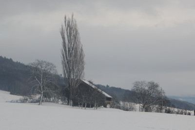 Baumgruppe_1_0010__2485.jpg