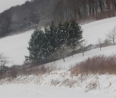 Tannen_0010__2494.jpg