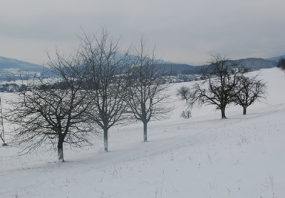 Baumgruppe_2_0010__2495.jpg