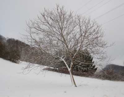 Nussbaum_0010_2500.jpg