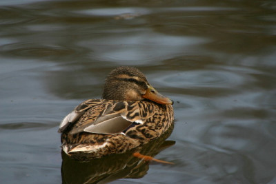 Ente-Marz-1.jpg