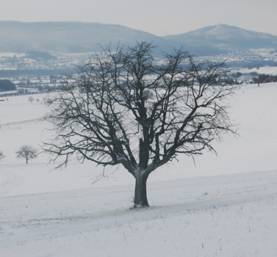 Baum_0010__2498.jpg
